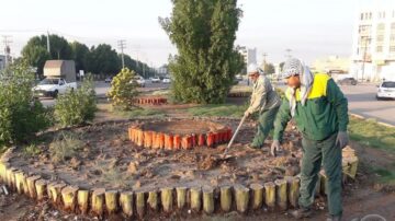 تذکر نماینده اهواز به شهرداری: کاشت نخل‌های مسن در گرمای تیرماه اقدامی غیرکارشناسانه است